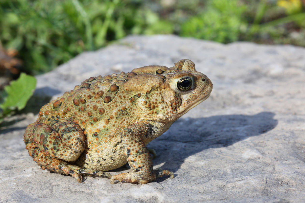 Closeup of a toad