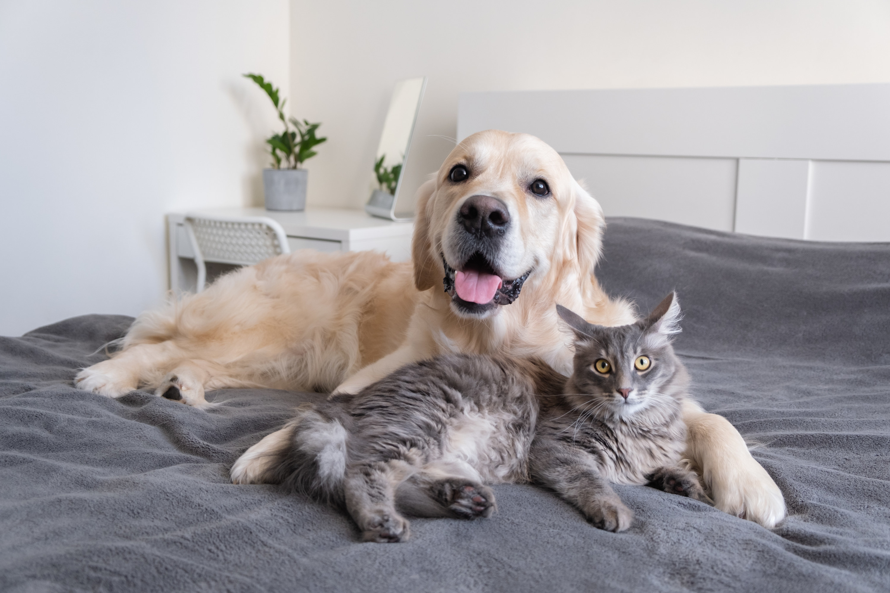 A dog and cat on a bed