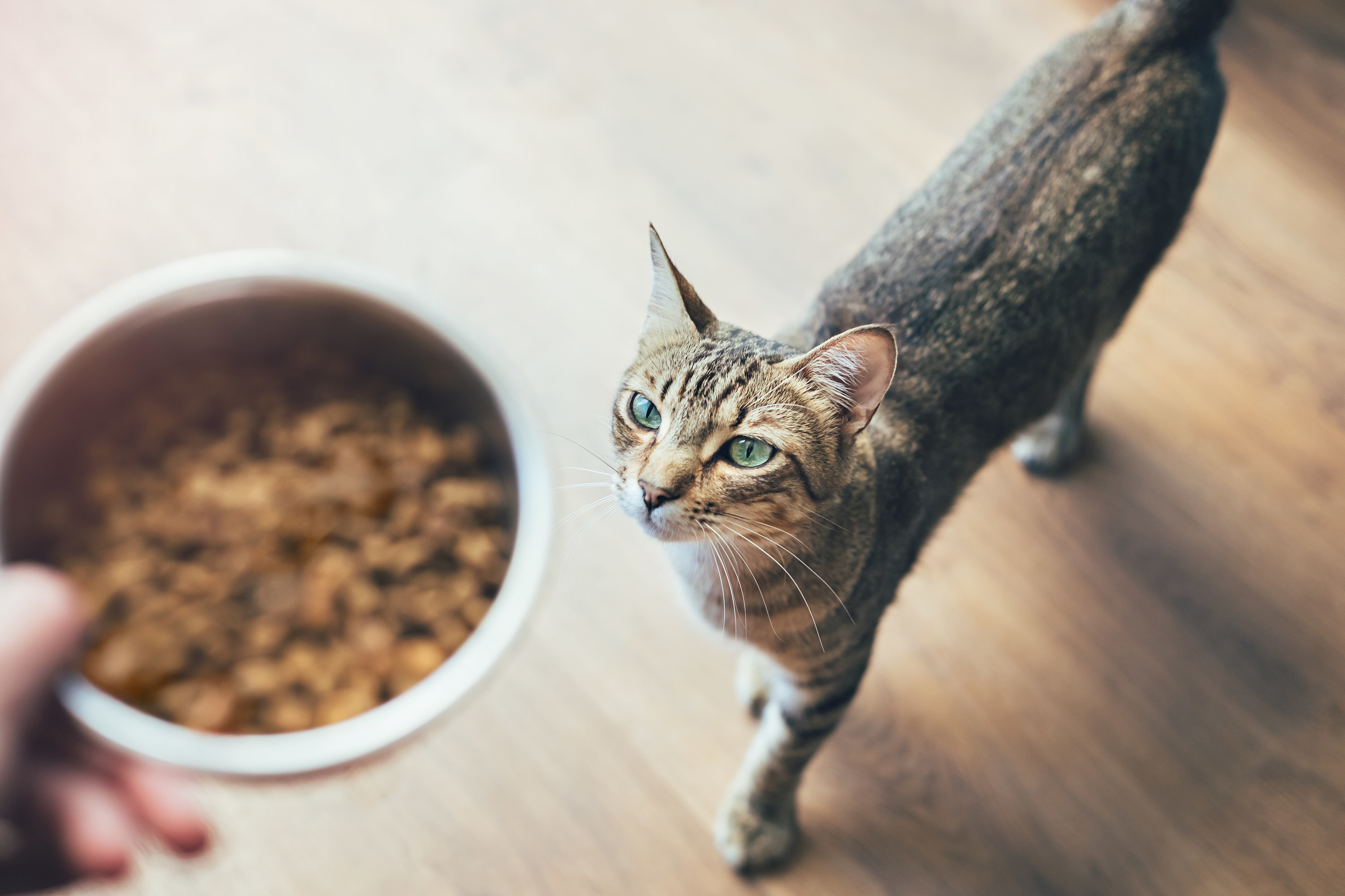 A cat looking at a bowl of food