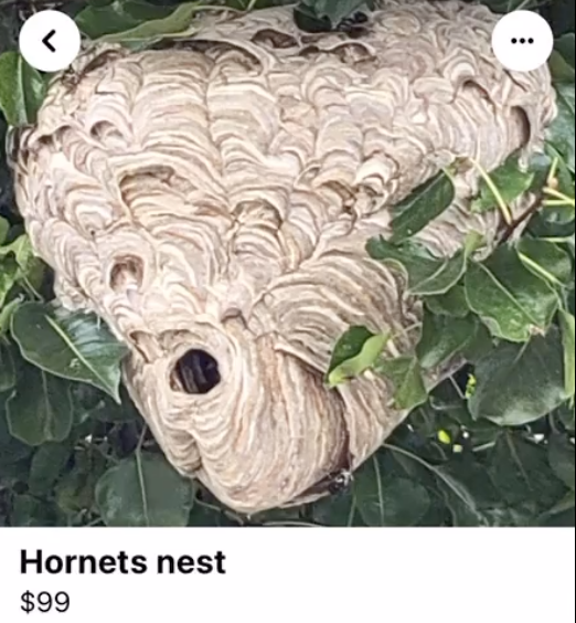 $99 hornet&#x27;s nest