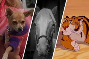 Elle Woods holds Bruiser as they arrive at Harvard Law School, Mister Ed is seen in the opening for "Mister Ed," Rajah smiles in "Aladdin"