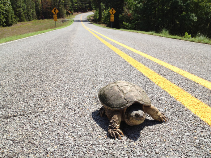 A turtle in the road