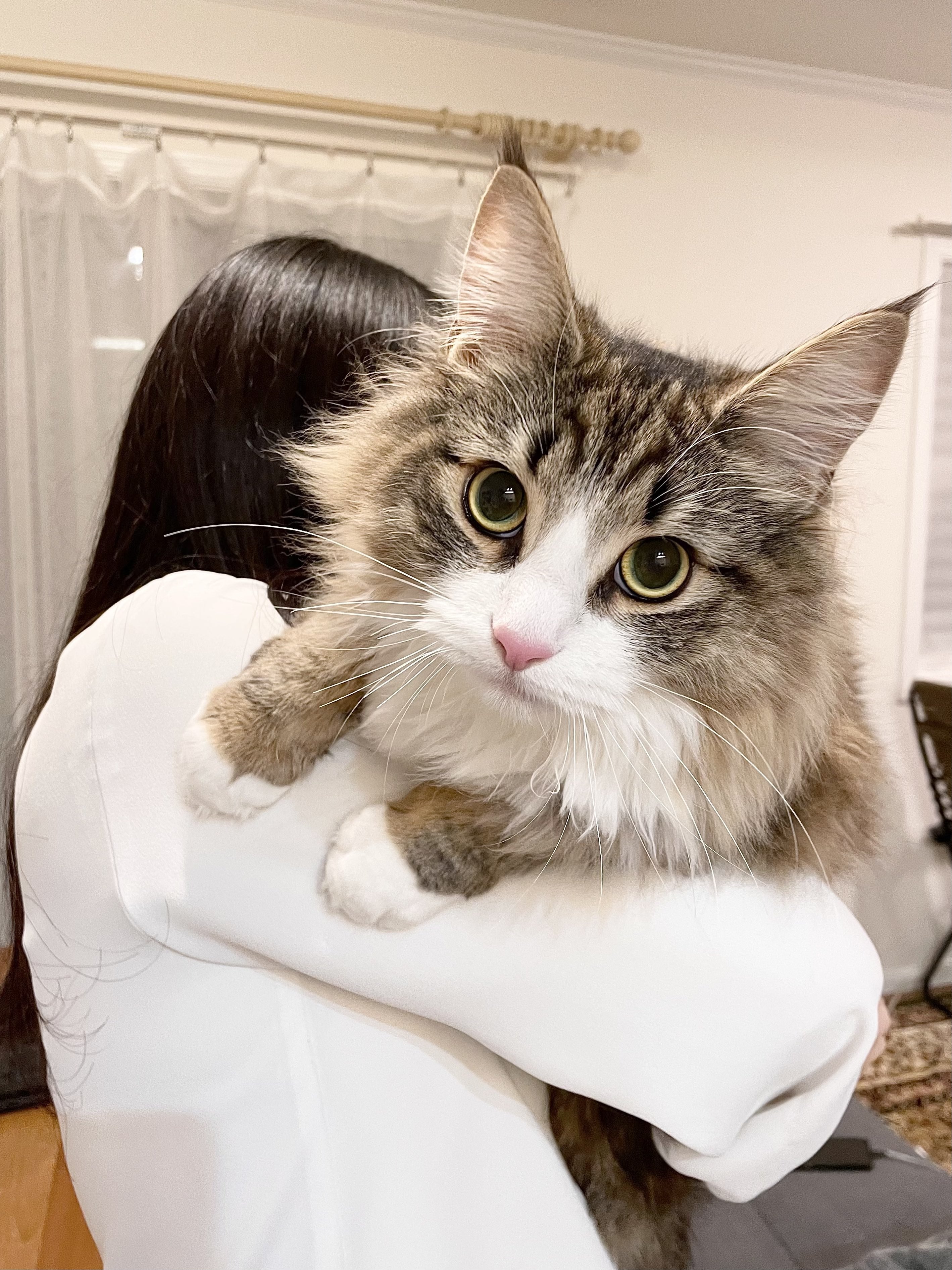 人気TOP 大きさ 存在さ 安定さ 抜群テラコッタオブジェ♡巨大猫ちゃん