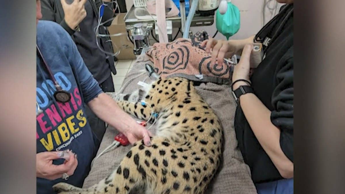 After being retrieved from a tree in Ohio, an exotic cat known as a serval not only suffered a broken leg, but later tested positive for cocaine.