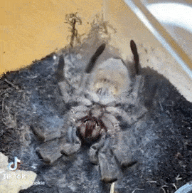 tarantula shedding on its back