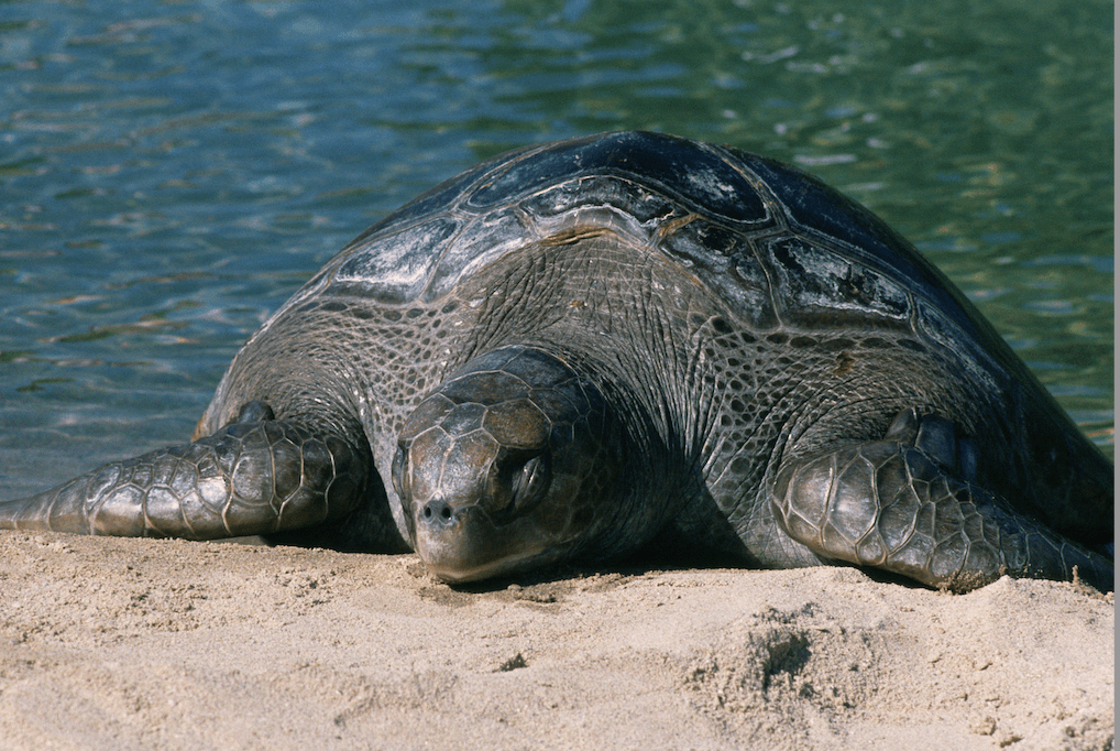 beachside turtle