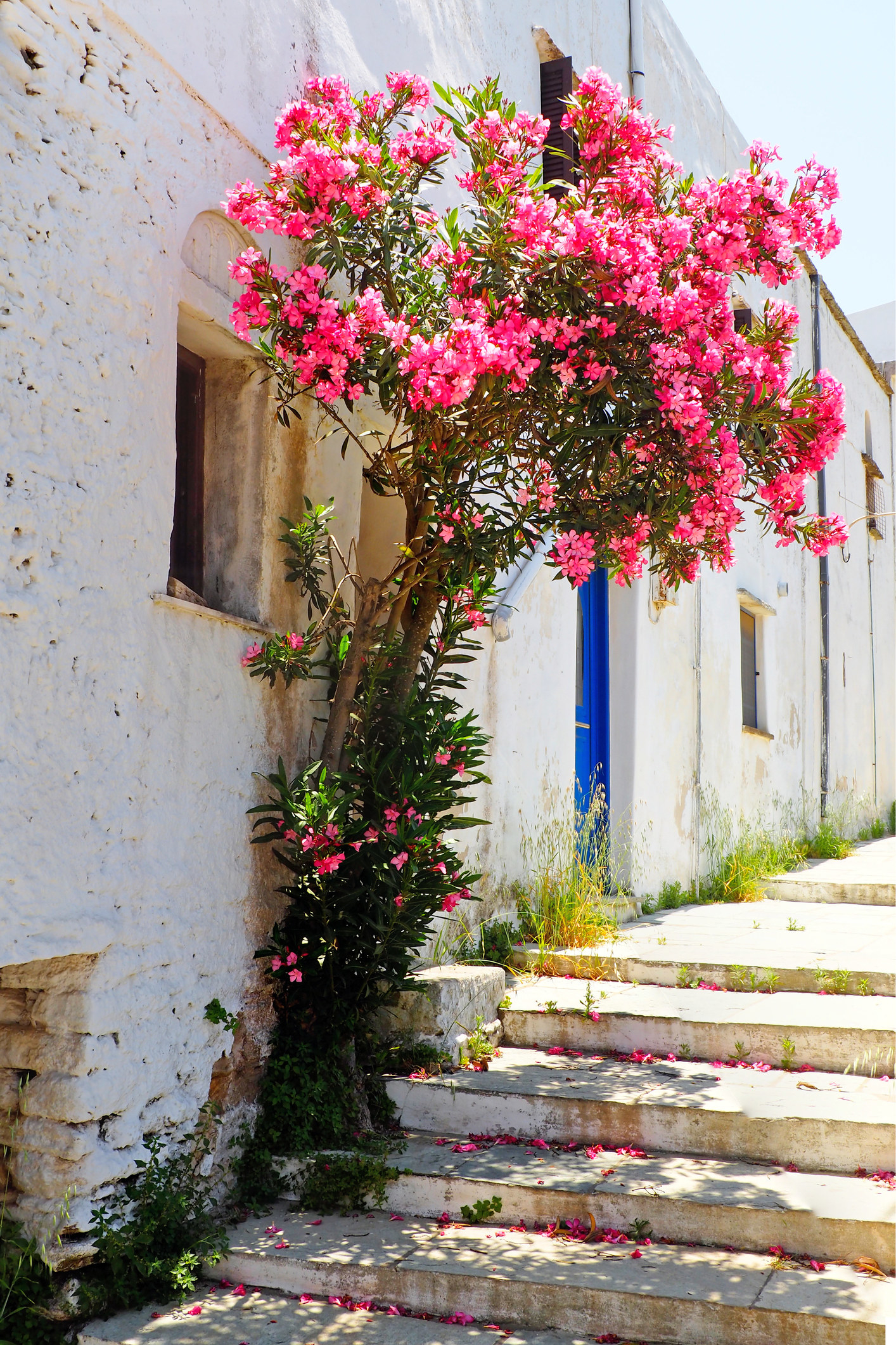 An alleyway with flowers in Tinos