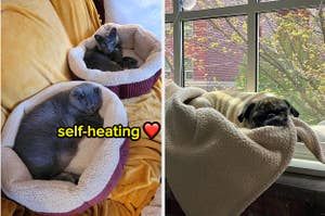 Reviewer's cats resting in self-heating beds labeled "self-heating" with a heart emoji, and a reviewer's dog napping in a suctioned window hammock