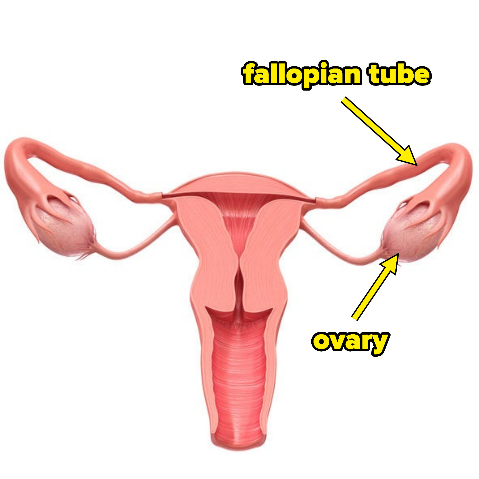 An illustration of the ovaries