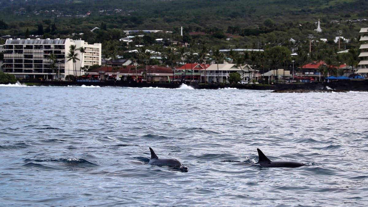 Hawaiian officials confirmed federal agents were investigating 33 unnamed individuals who are accused of aggressively pursuing a pod of dolphins.