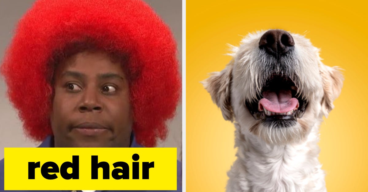 Hair Color Cute Dogs Quiz