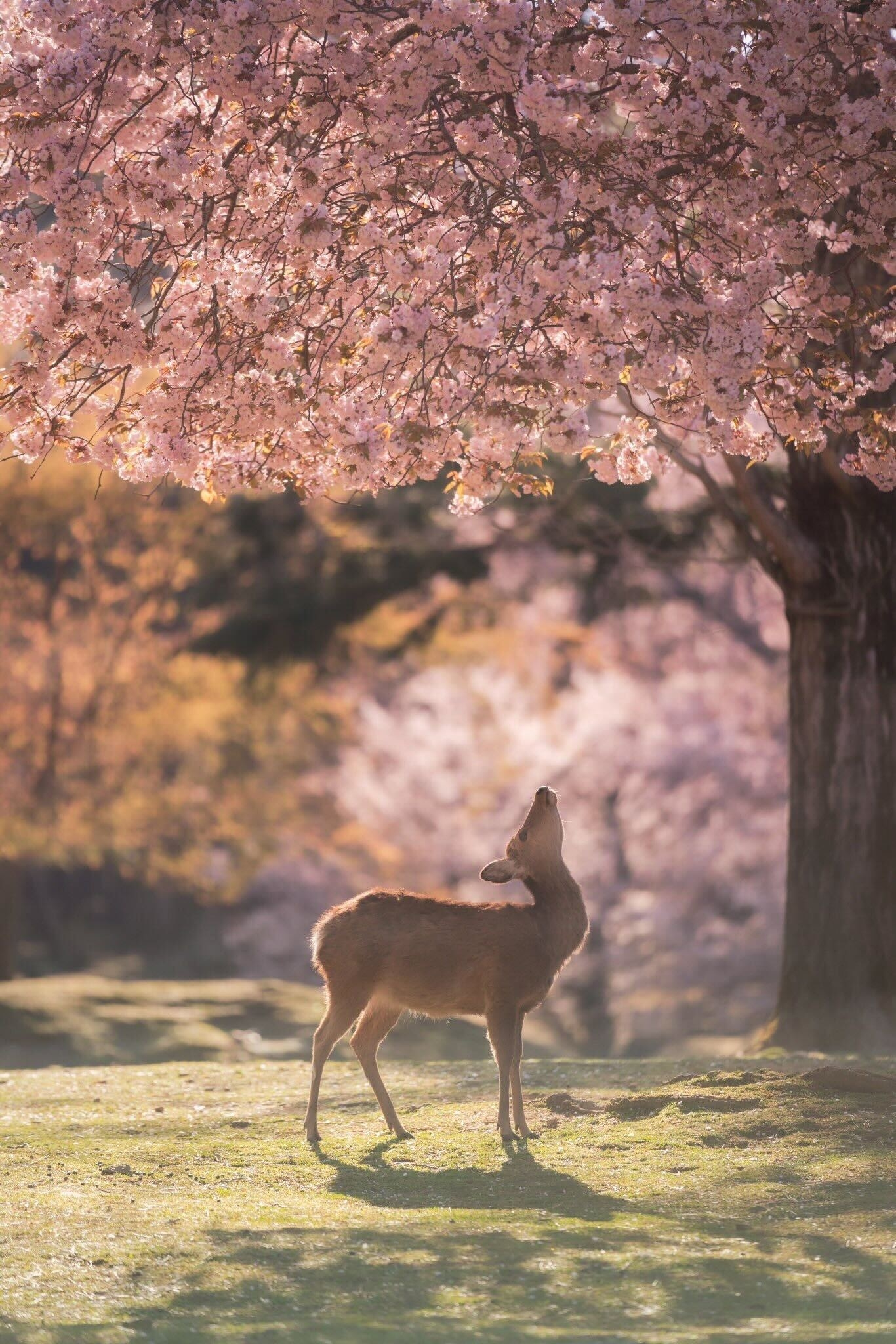 神々しい」「なんだこの美しい光景は」奈良公園で撮られた桜と鹿の動画が“神秘的”すぎる…！