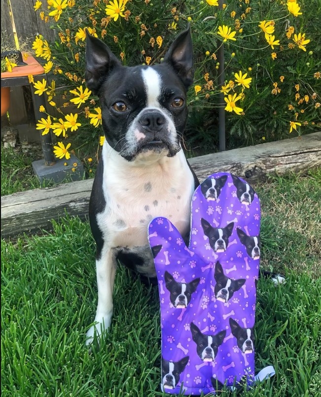 A small, black and white dog with pointy ears and a squashy face posed next to a purple oven mitt with the dog&#x27;s own face printed all over it