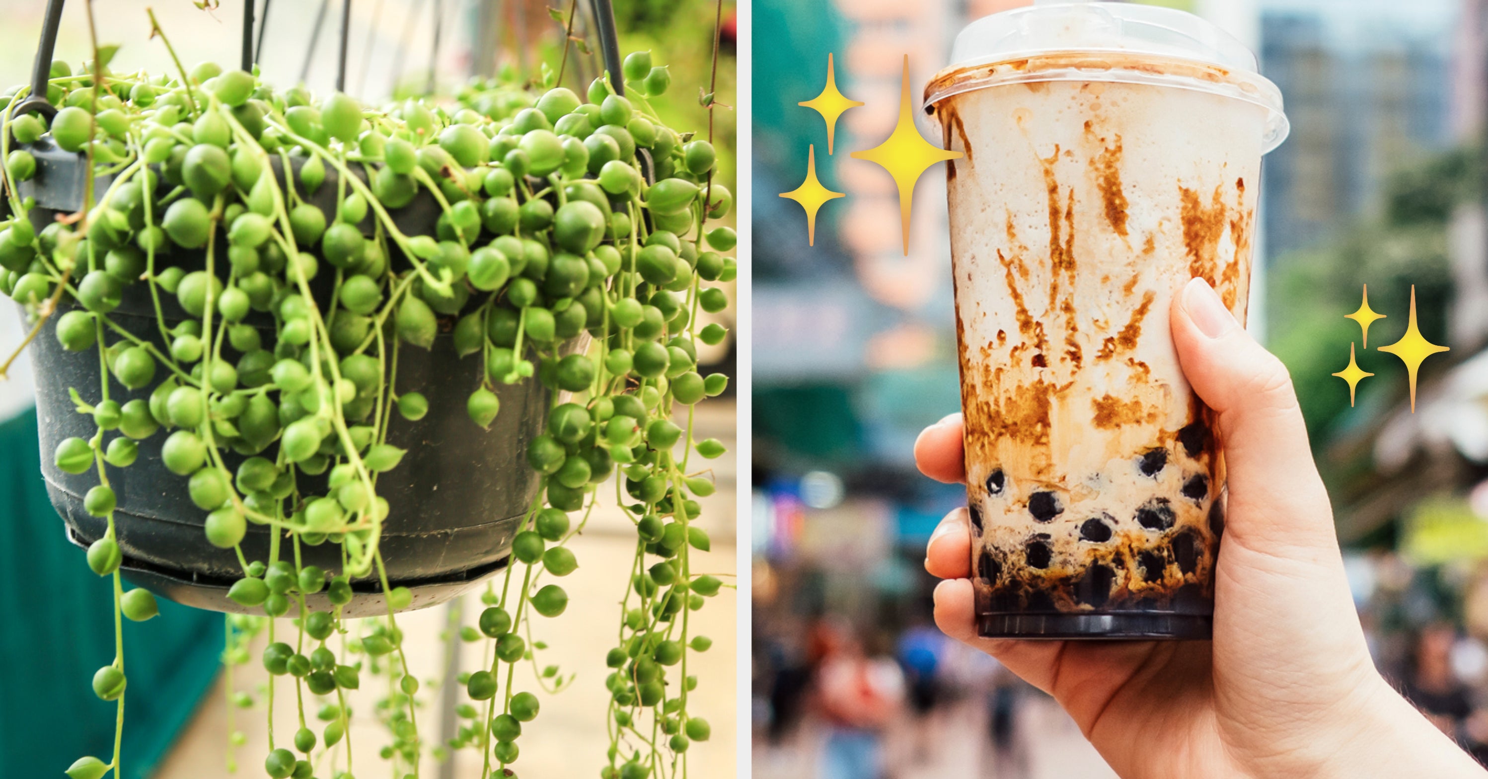 Which House Plant Are You? Order Bubble Tea