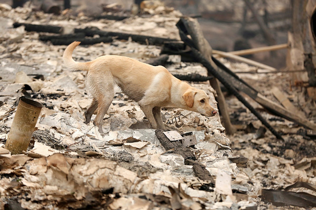 415 Bat Dog Stock Photos, High-Res Pictures, and Images - Getty Images