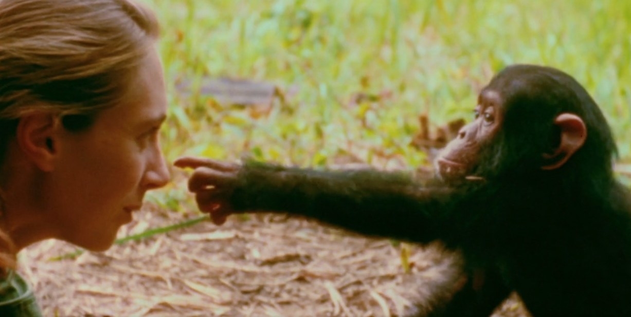 Jane Goodall and chimpanzee