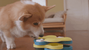 A corgi playing with the toy