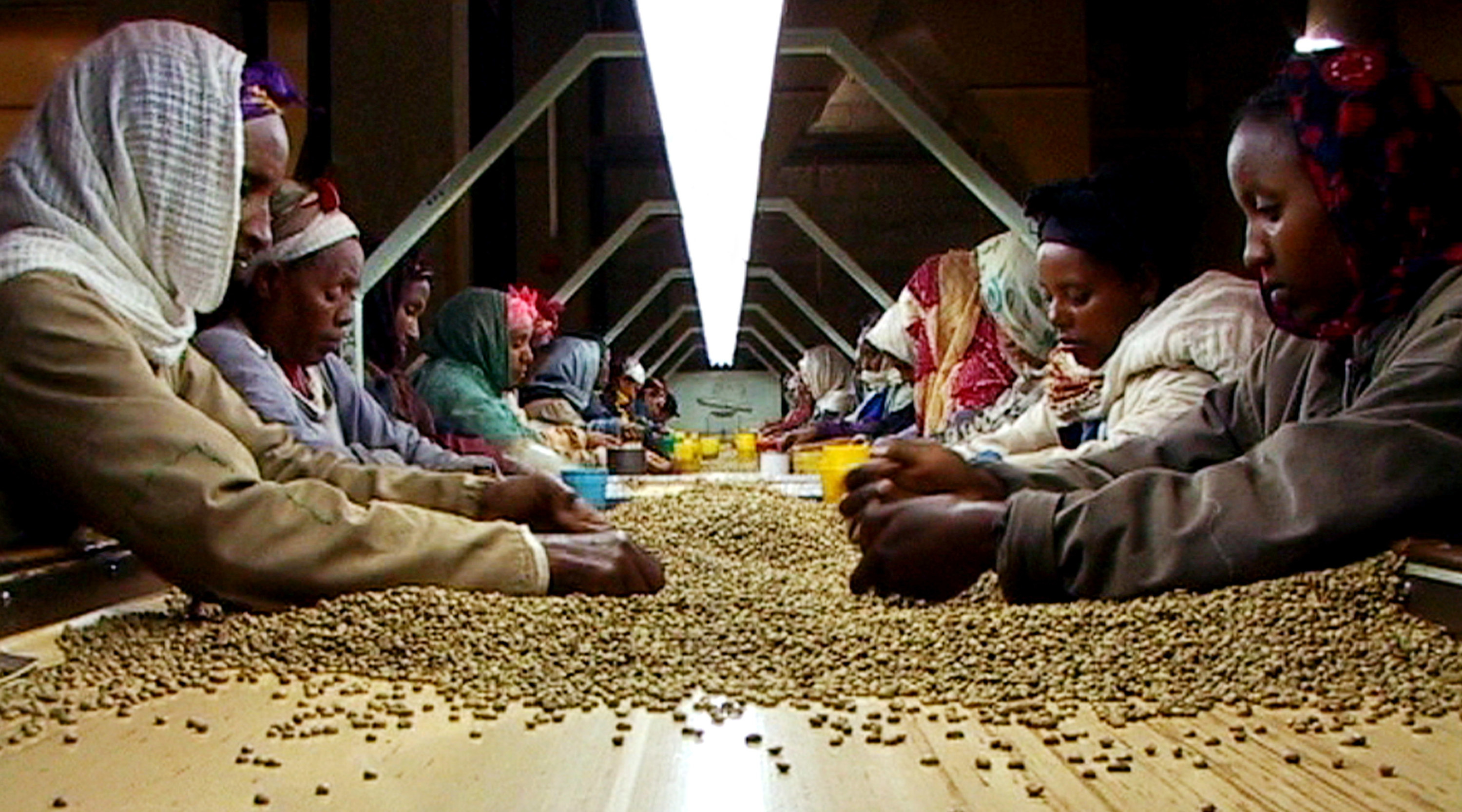 Ethiopian coffee pickers