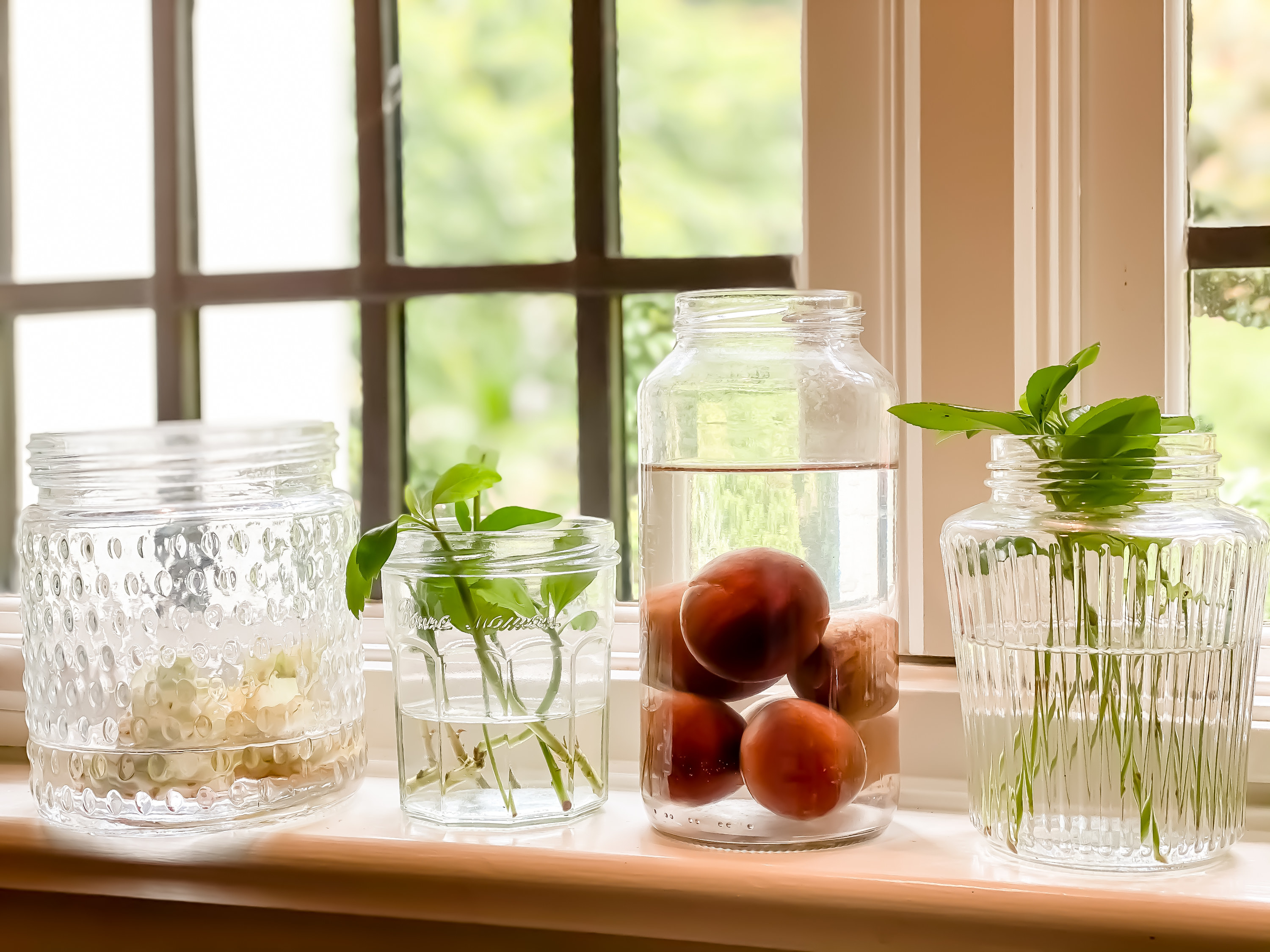 seeds, plant stems, and regrowing lettuce scraps in glass jars of water