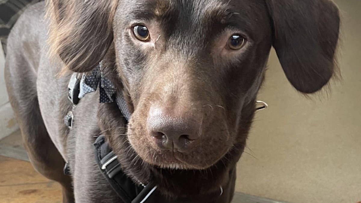 A 2-year-old Labrador mix named Coco, whose owner recently passed away, was brought to a U.K. shelter where he experienced alcohol withdrawal.