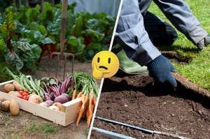 Split frame of cultivated vegetables from garden and a person laying sod