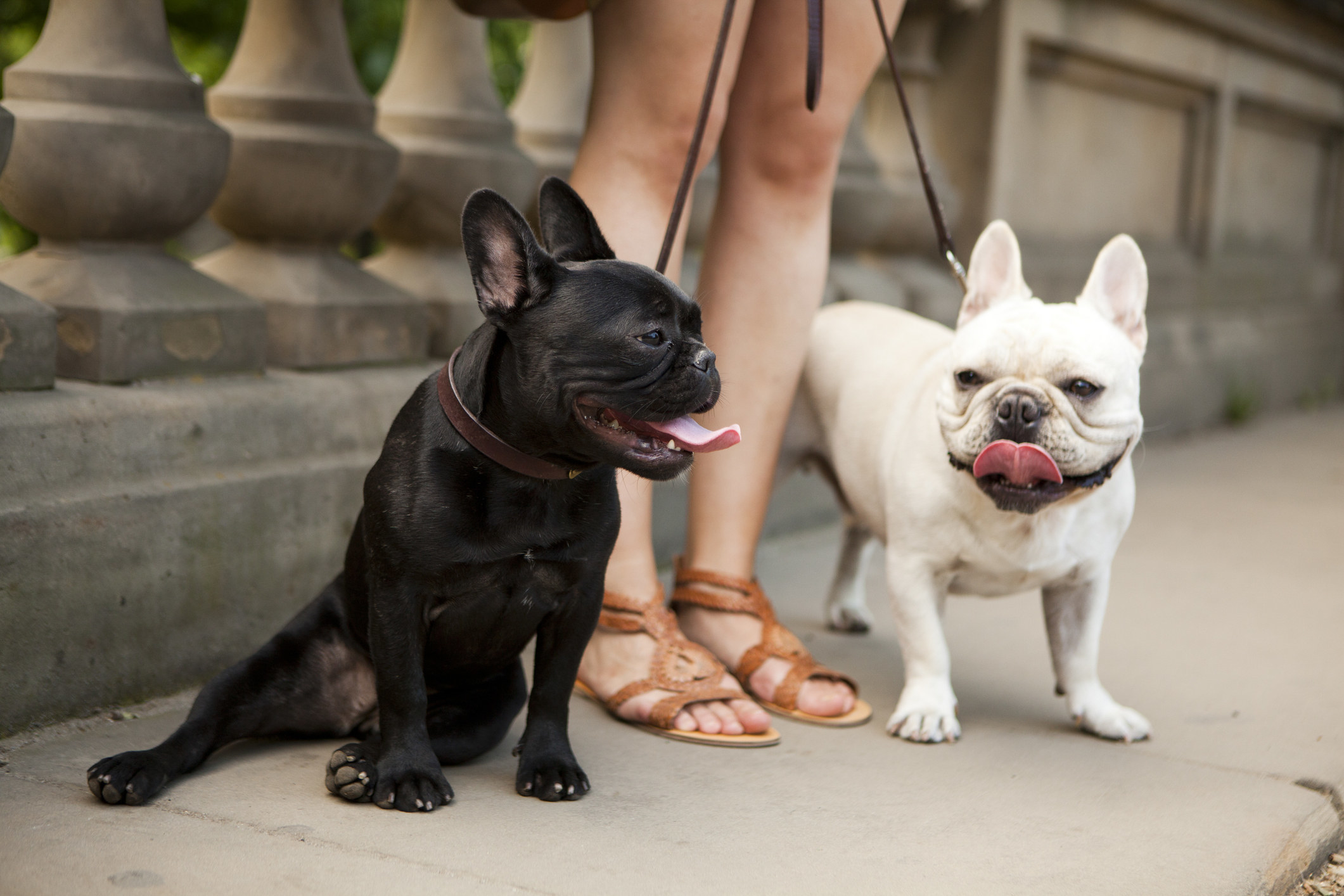 Two French bulldogs next to a woman