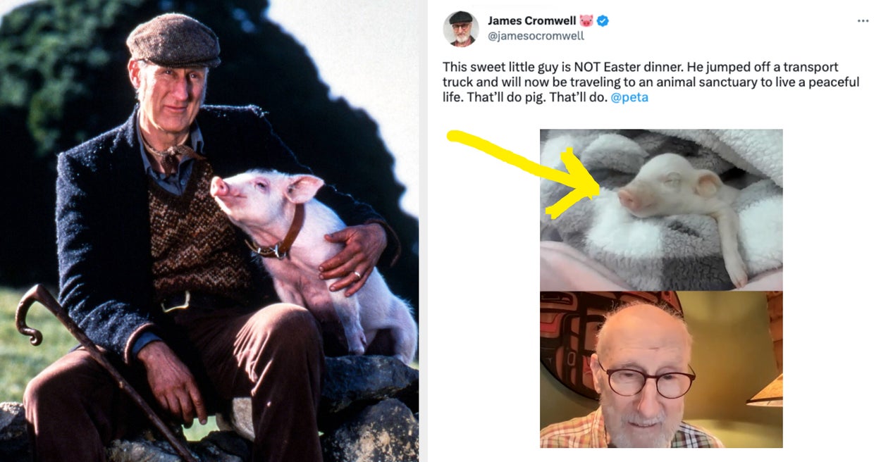 Piglet Life Guard Babe Actor James Cromwell Rescues Piglet In Real Life