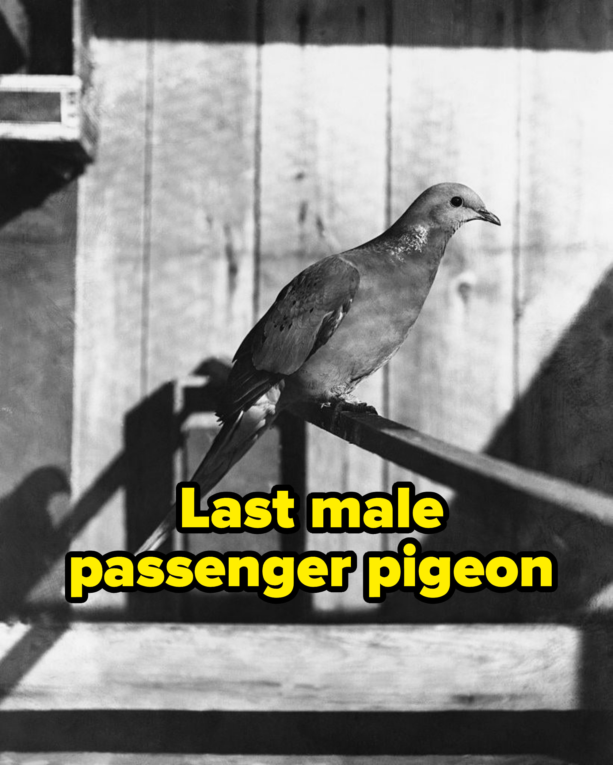 The last male passenger pigeon