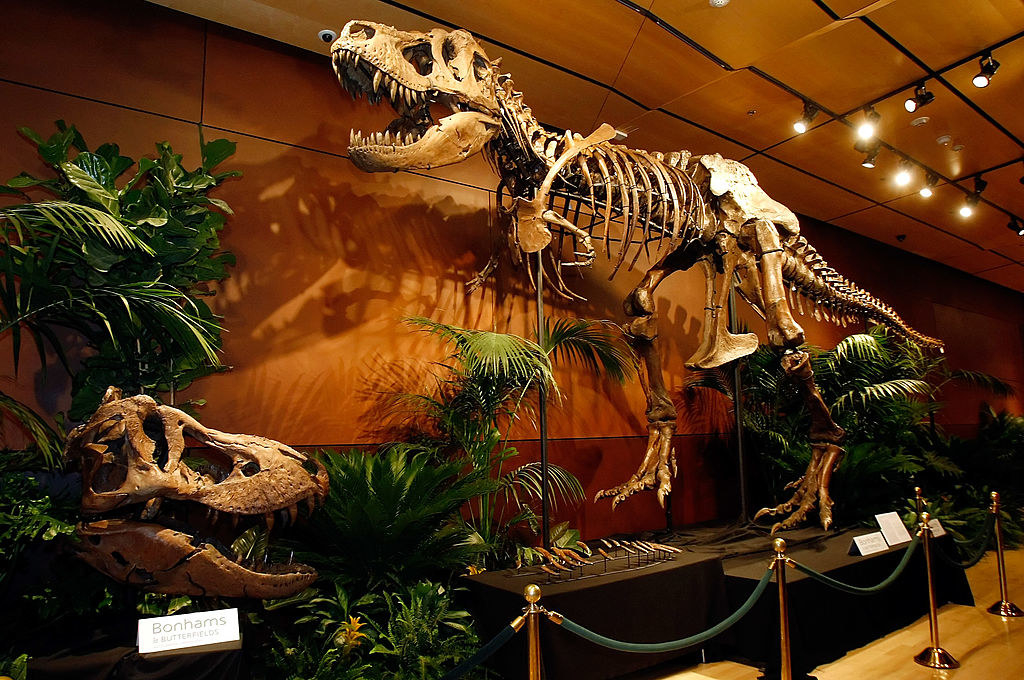 A T rex skeleton