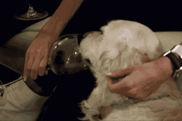 Jessica&#x27;s Golden Lab licks wine out of an Olivia Pope sized wine glass and Jessica whispers that her dog loves wine.