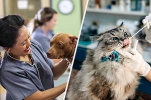 veterinarians checking a dog and cat