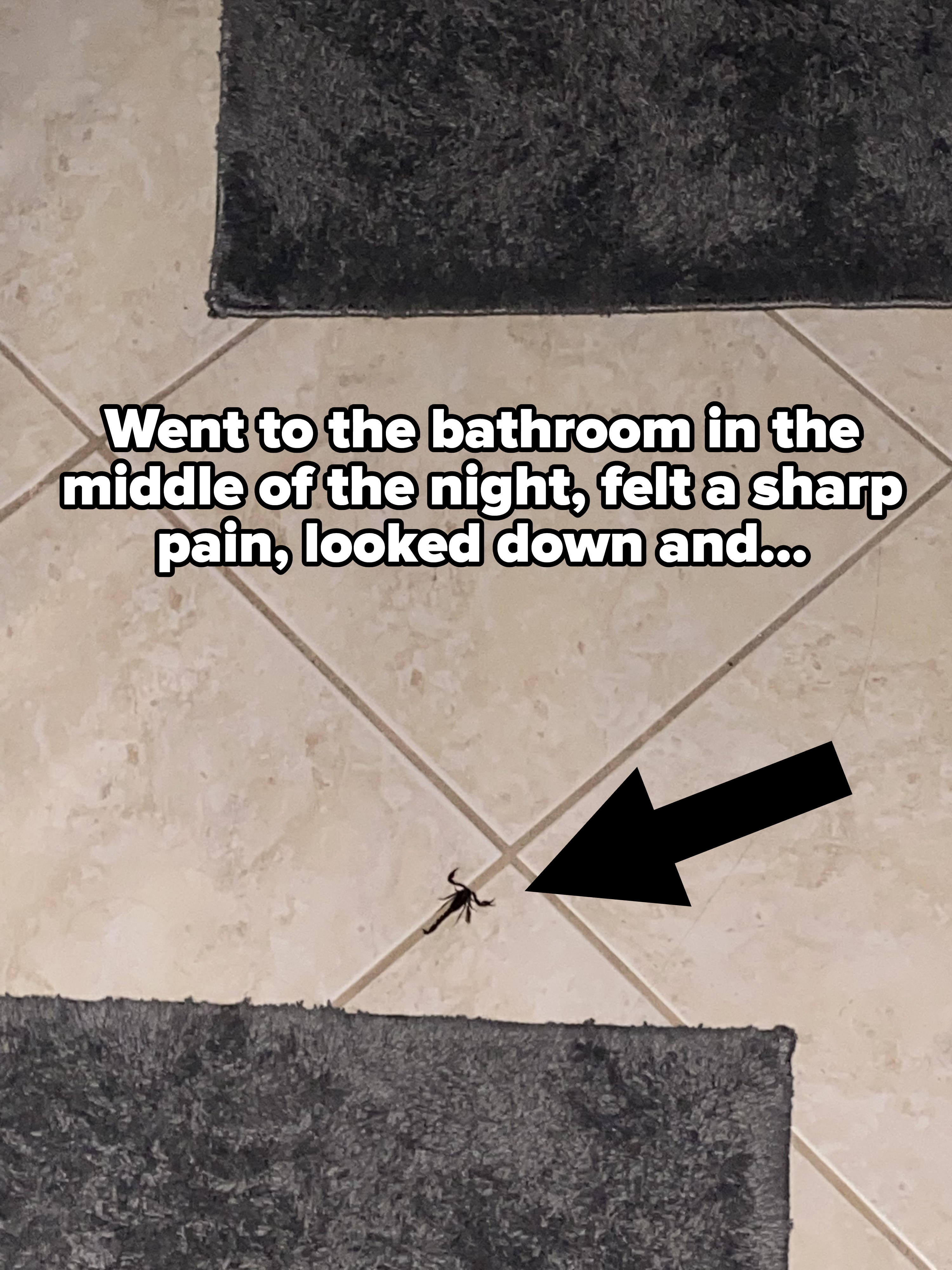 scorpion in the bathroom