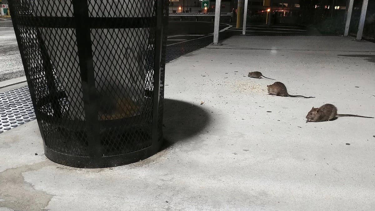 Kathleen Corradi has been hired to help solve the city's longstanding rodent problem. "The rats are going to hate Kathy," Mayor Eric Adams said.