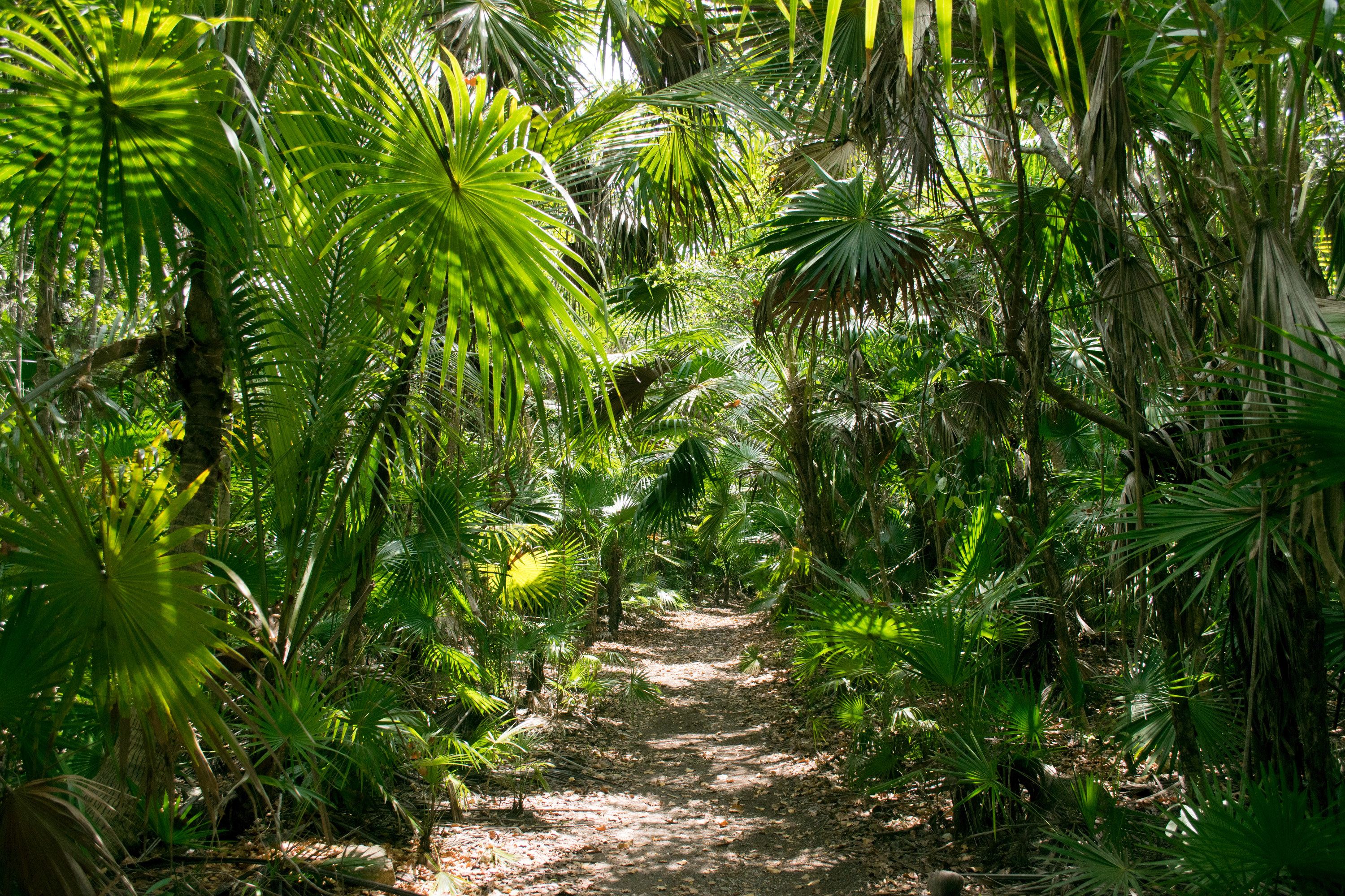 Tulum rainforest