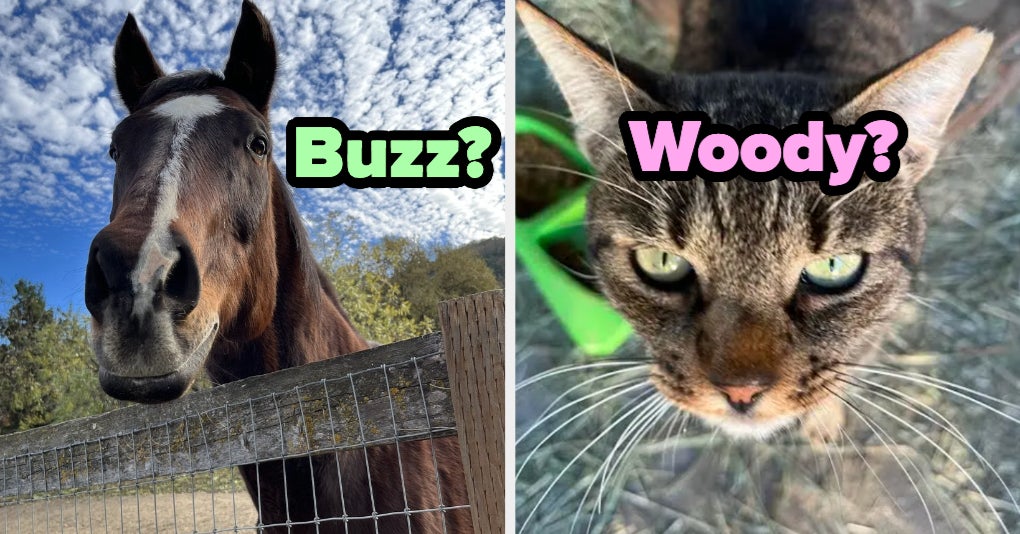 Can You Guess My Pets' Names