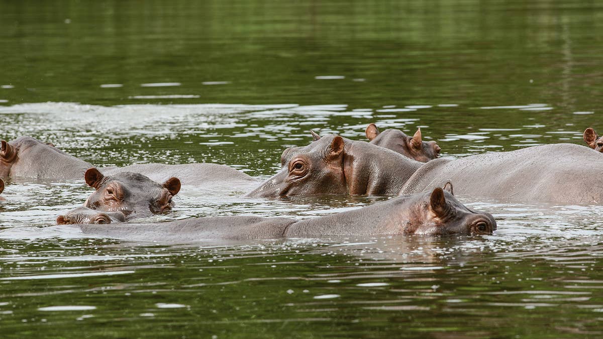 One of the hippos descended from Pablo Escobar’s infamous ‘cocaine hippos’ has died after it was hit by a car, Colombian authorities have confirmed.