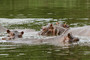 Hippos seen swimming close to the Magdalena River in Doradal, Colombia