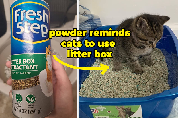 Reviewer holding litter attractant powder and reviewer's kitten sitting in their litter box after the powder has been applied, with words "powder reminds cats to use litter box"