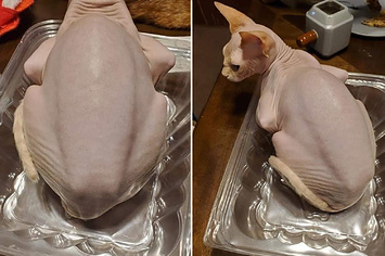 A bald cat that looks like a rotisserie chicken