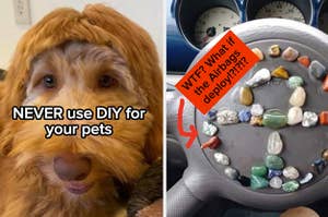 dog and steering wheel