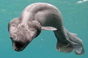 Frilled shark usually lives in waters of a depth of 600 meters and so it is very rare that this shark is found alive at sea-level