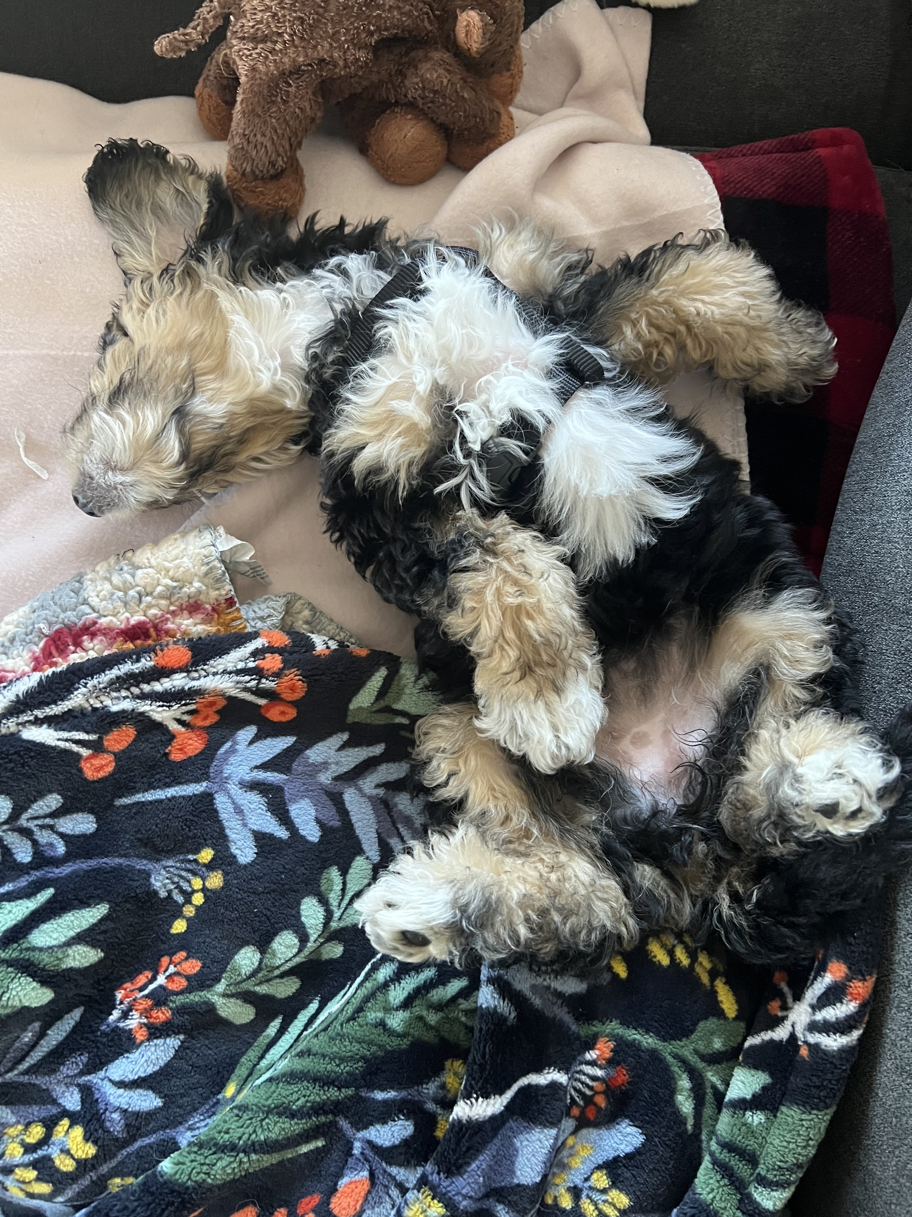 small, curly-haired puppy sleeps on its back, belly toward the sky