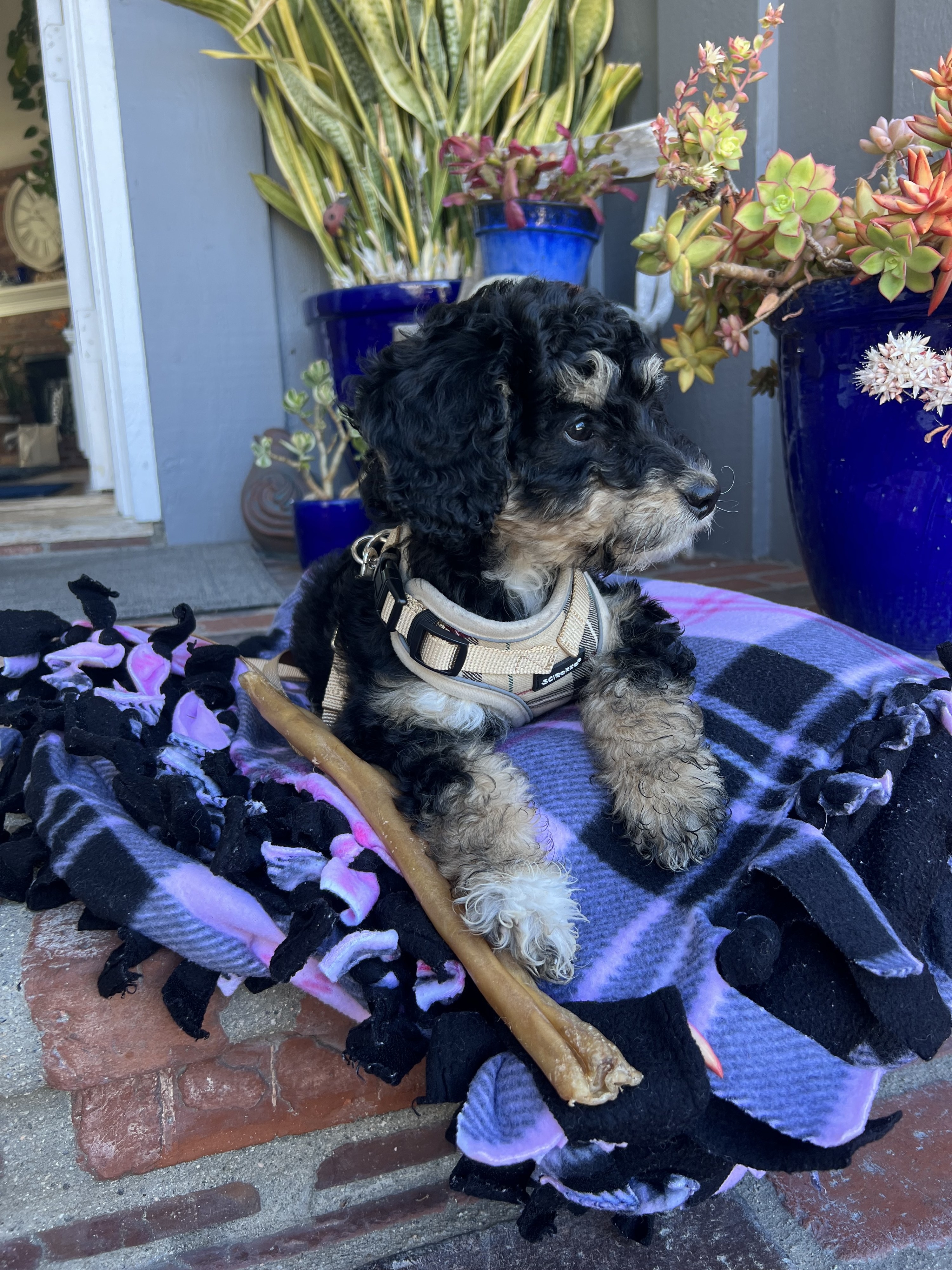 small, curly-haired puppy wears a harness and lays on a blanket outside on a porch
