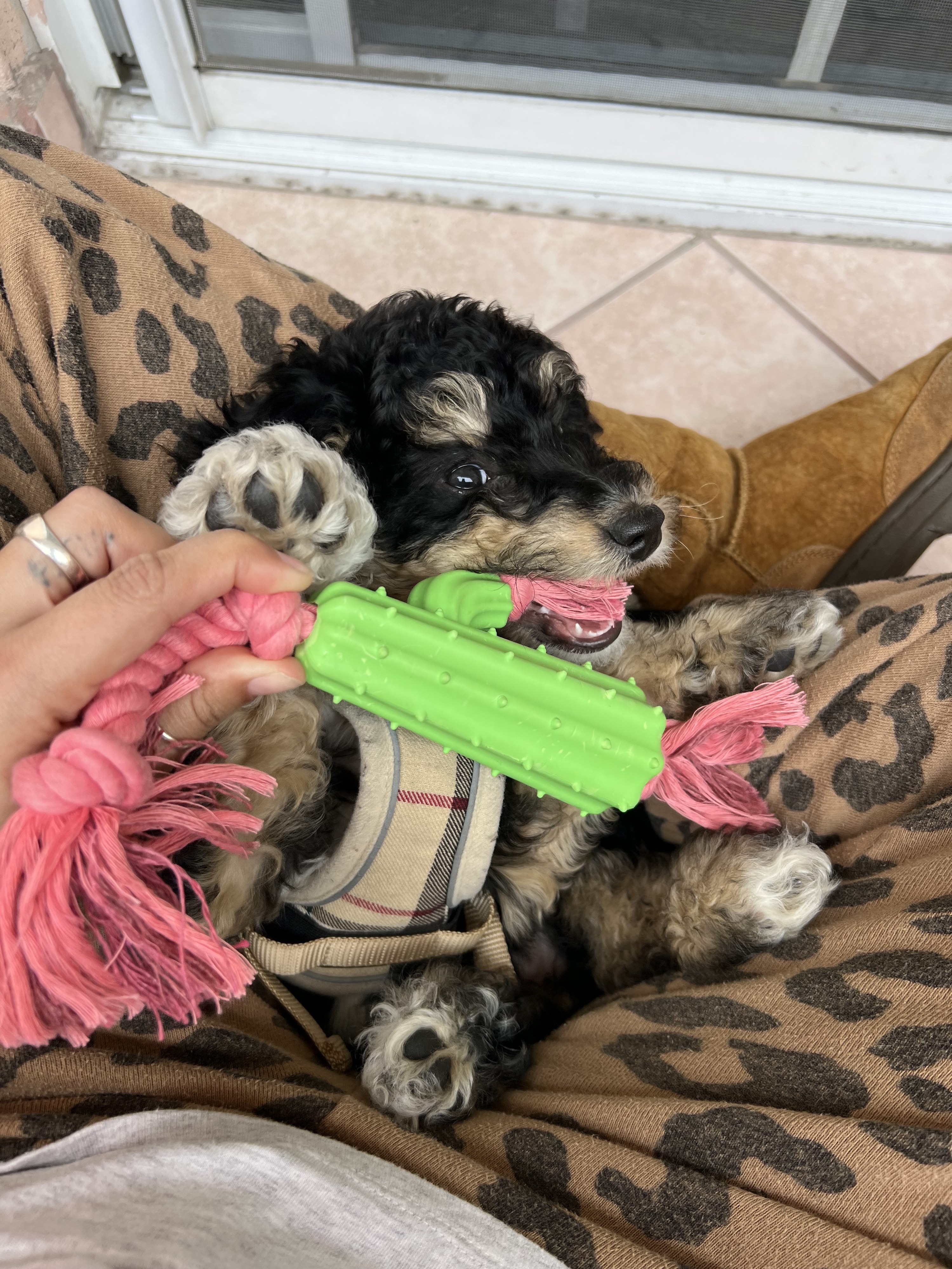 small curly-haired puppy plays with a toy