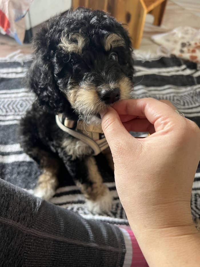 small, curly-haired puppy being handed a treat.