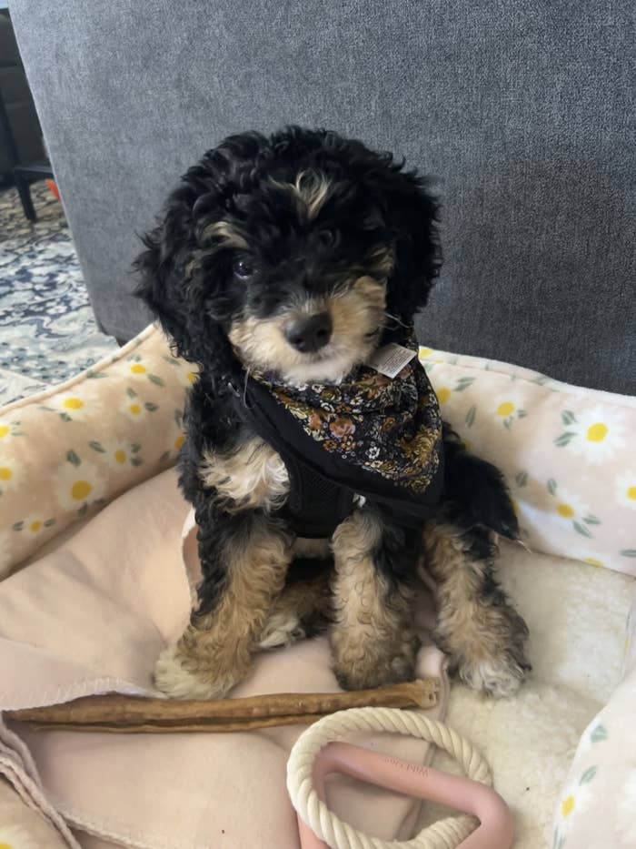 a small, curly-haired puppy with a bandana sits in his bed with toys in front of him