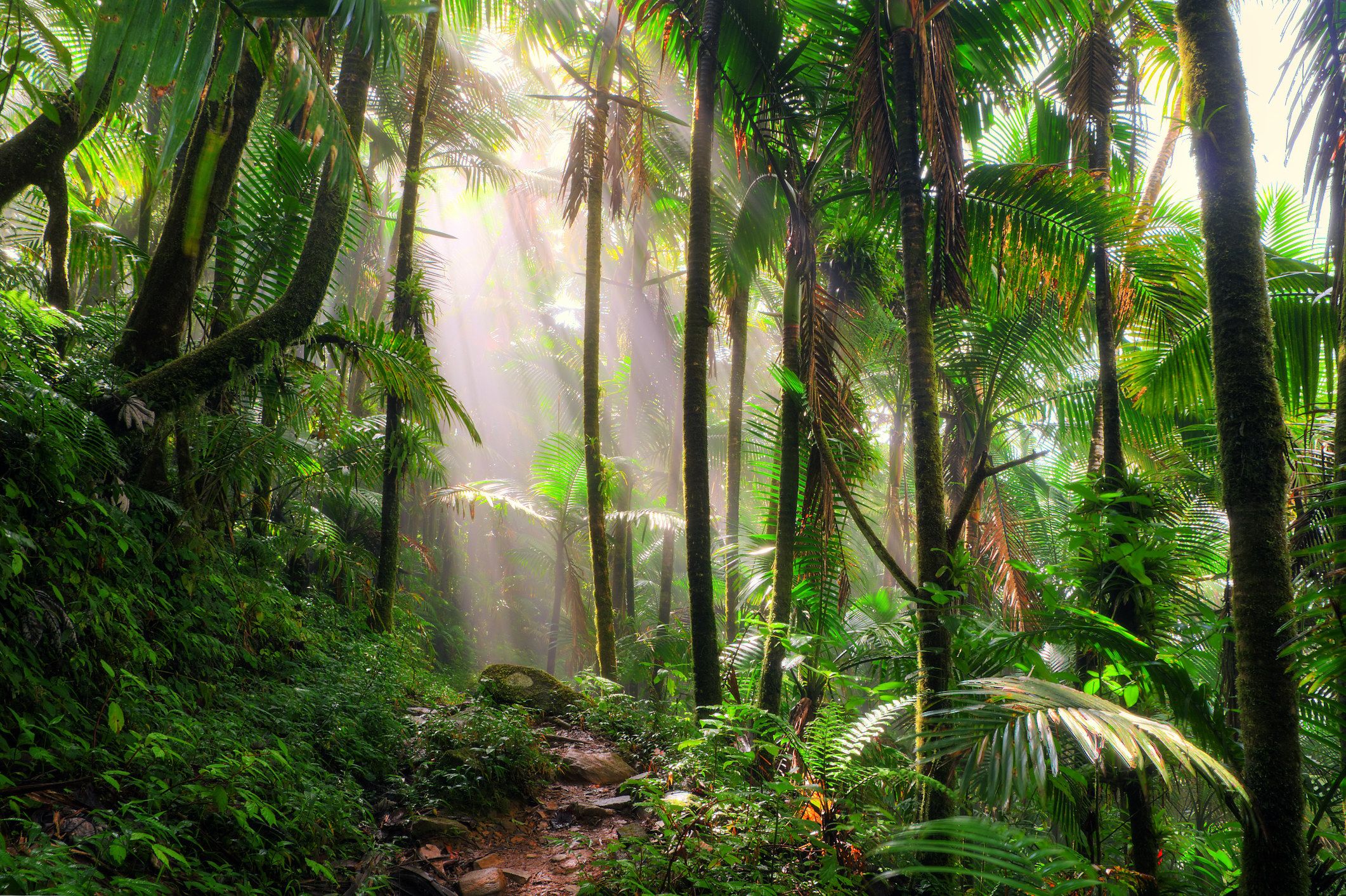 Сила джунглей. Лес Эль Юнке, Пуэрто-Рико. Тропический лес Эль Юнке Пуэрто-Рико климат. Дождливые тропические леса центральной Америки. Тропический лес Эль Юнке Пуэрто-Рико фото.