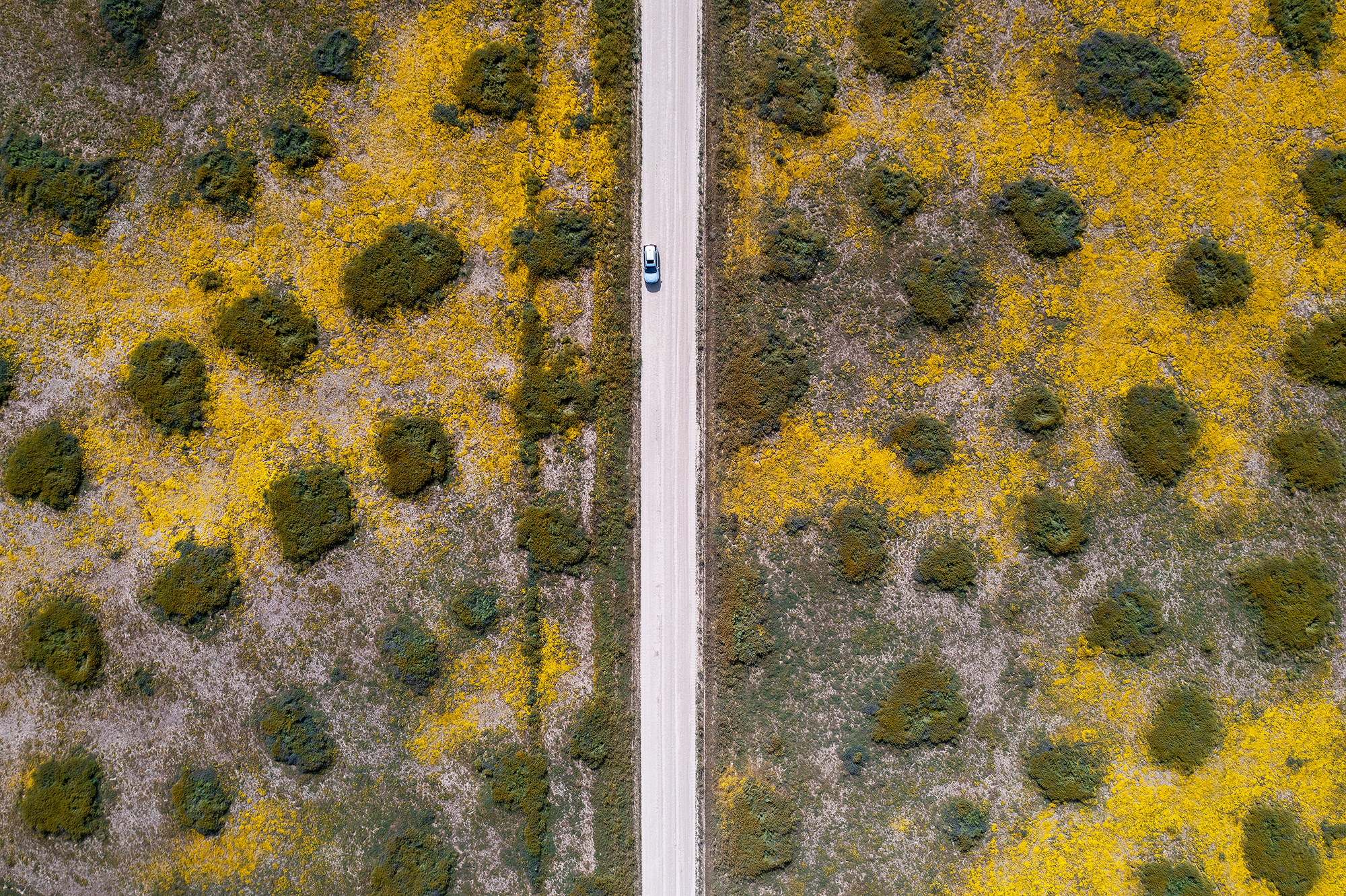 An aerial view of a narrow road bisecting a green landscape dotted by splotches of yellow flowers