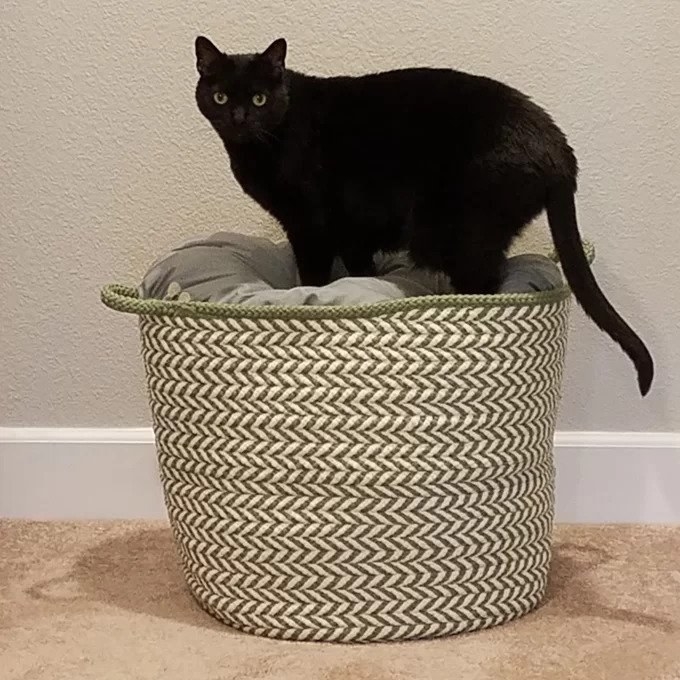 Black cat on top of green and white storage basket