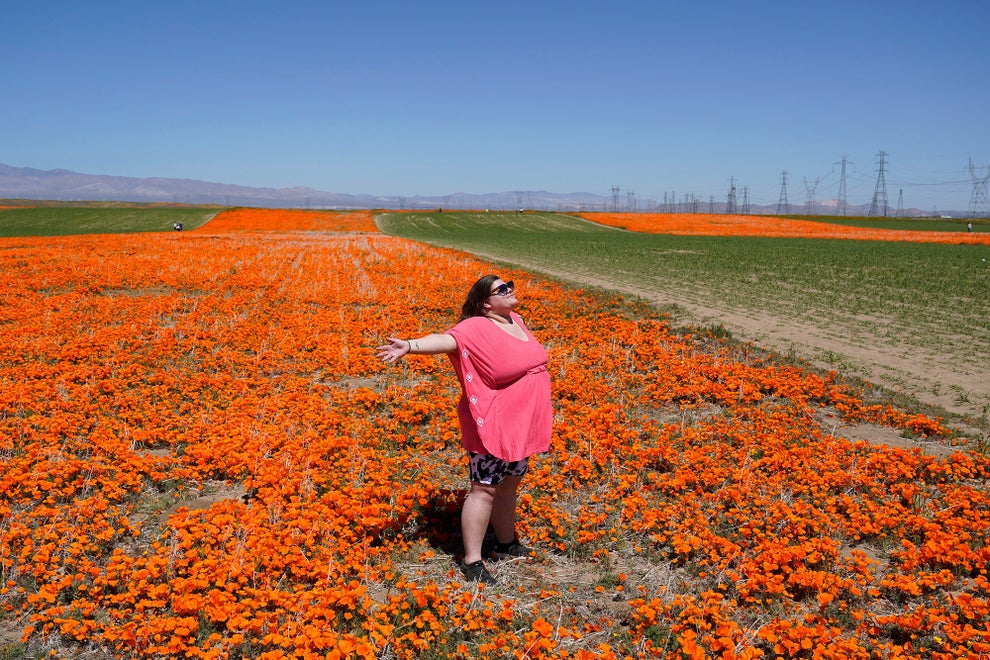 Flower Frenzy Inside California’s Superbloom